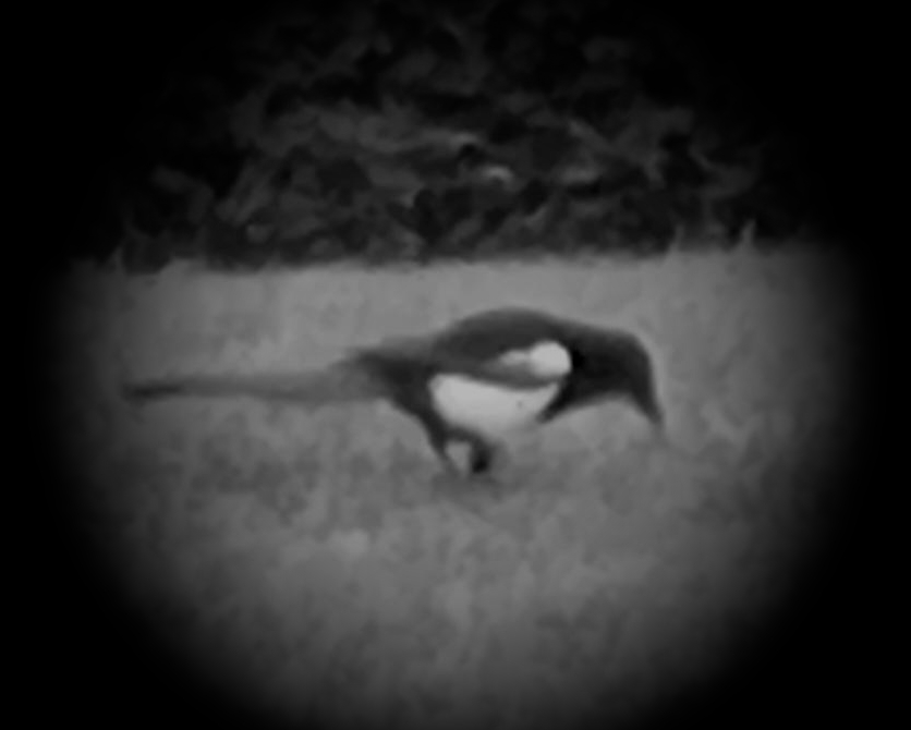 The Counting of Magpies