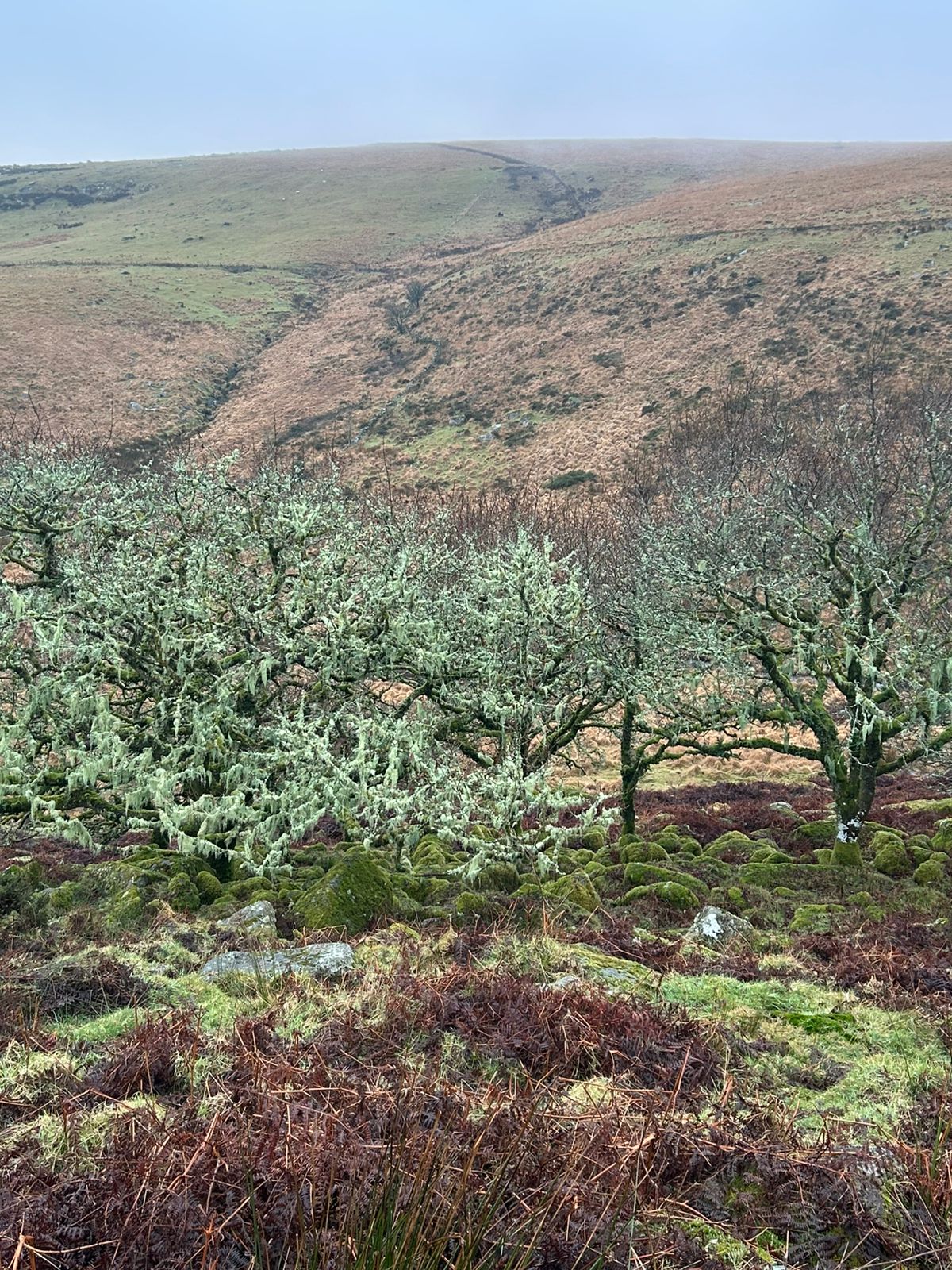 The Orchard at the End of Summer
