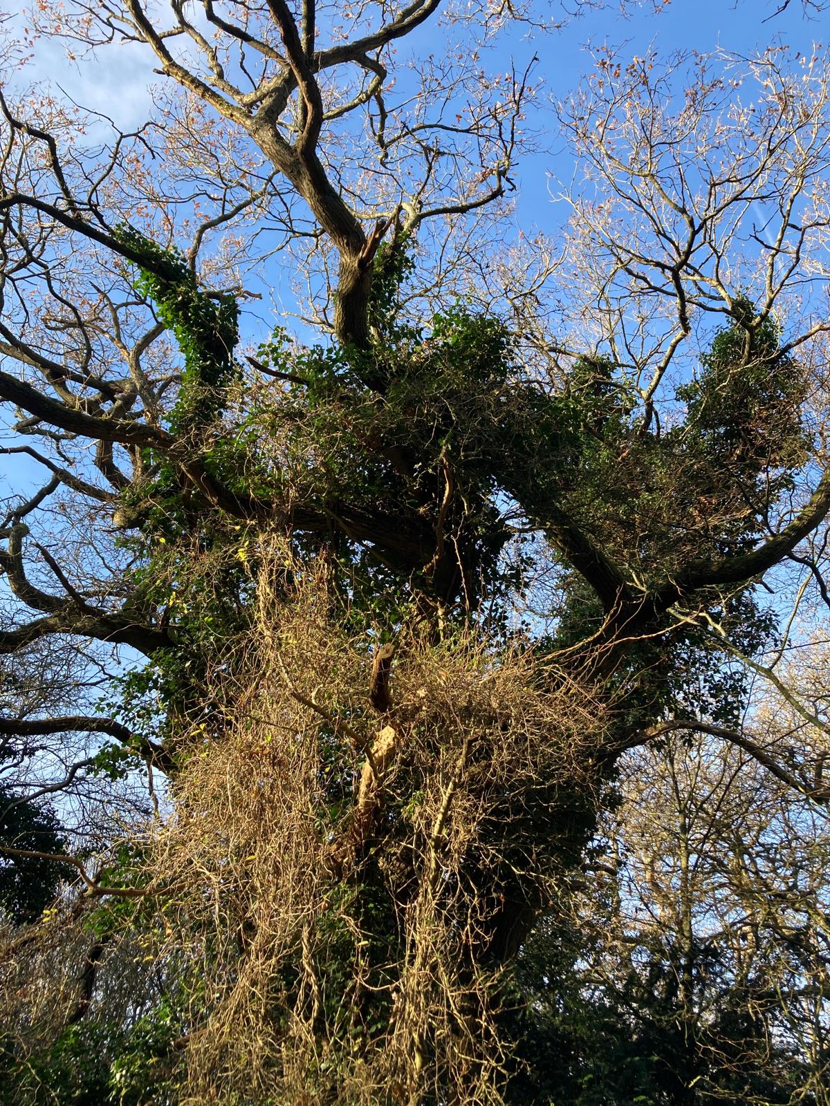 Lullaby for an Ember