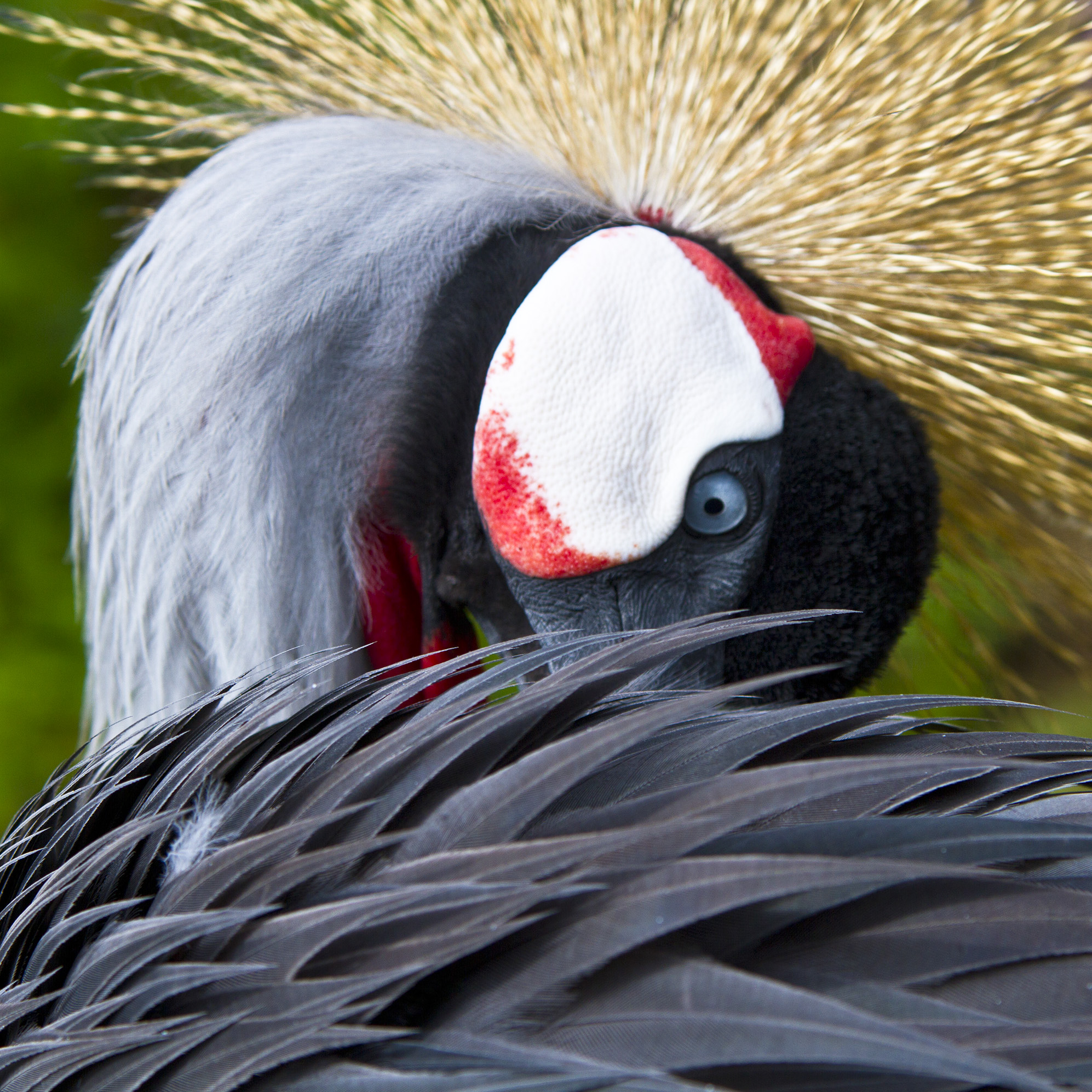 A Bird Beneath My Ribs